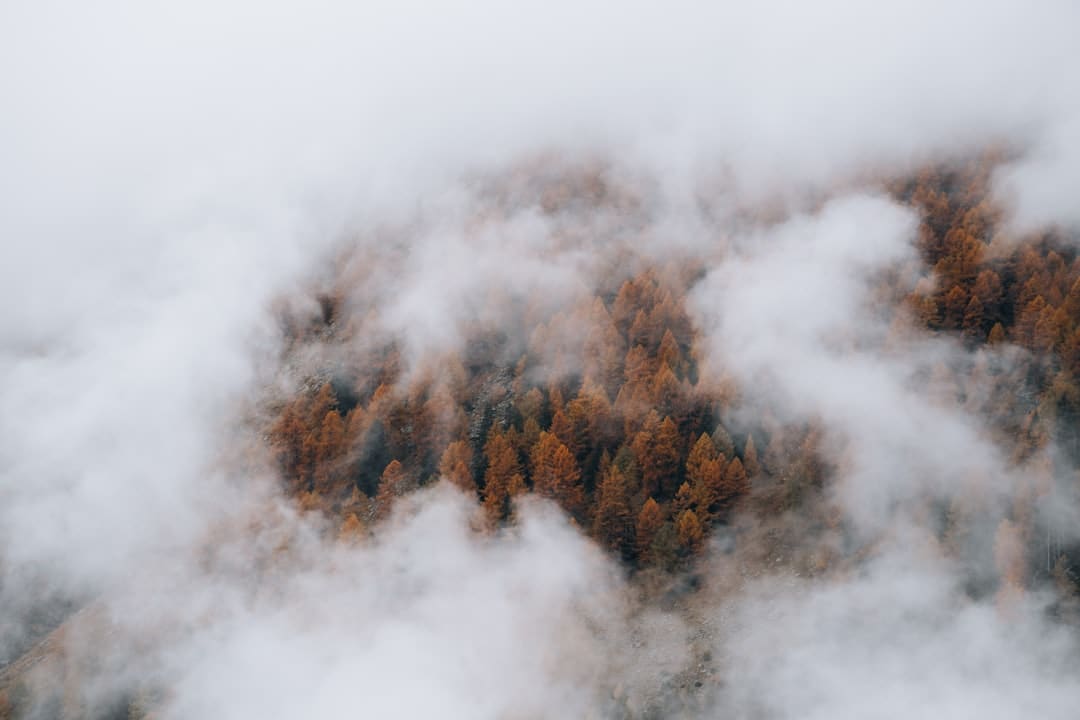 拼多多二季度净赢利307亿降幅收窄 管理层称当时赢利水平不具备可持续性